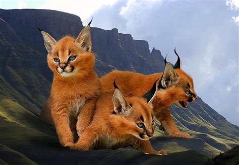 Everything You Need To Know About Owning A Caracal Kitten Caracal
