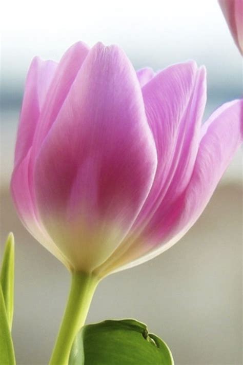 Pink Iphone Wallpaper Bing Images Tulip Flower
