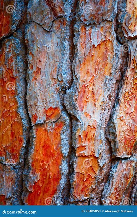 Bark Tree Pine Cedar Abstract Texture Background Stock Image Image