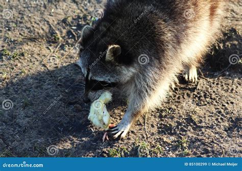 Raccoon Eating Stock Image Image Of Friesland North 85100299