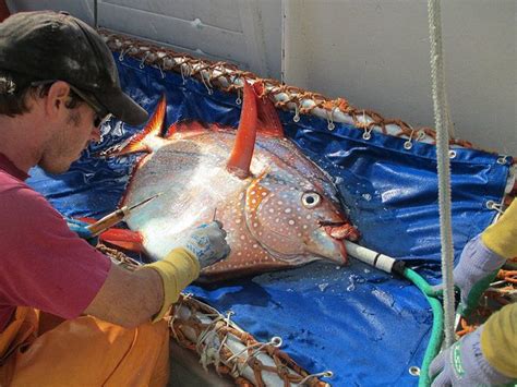 Researchers Reveal The First Warm Blooded Fish Fish Ocean Creatures Tropical Fish