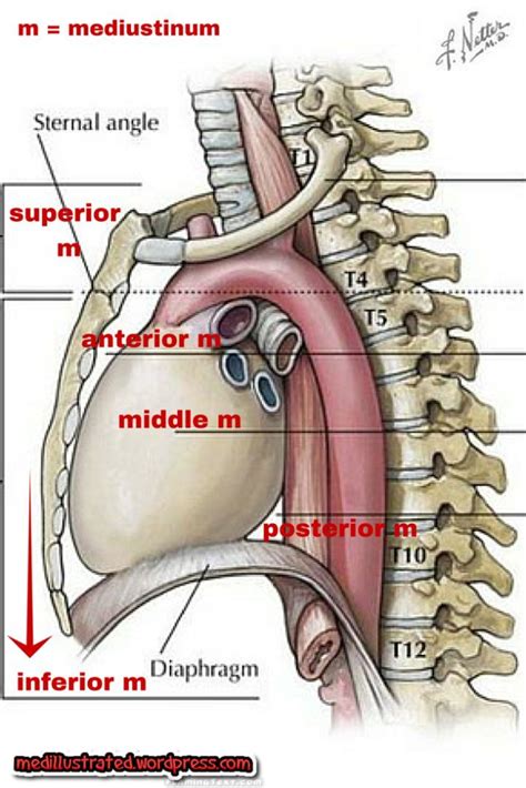 Subdivisions Of The Mediastinum Medical Anatomy Human Anatomy And