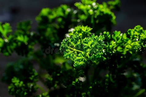 Curly Parsley Leaves Closeup In The Garden Stock Image Image Of