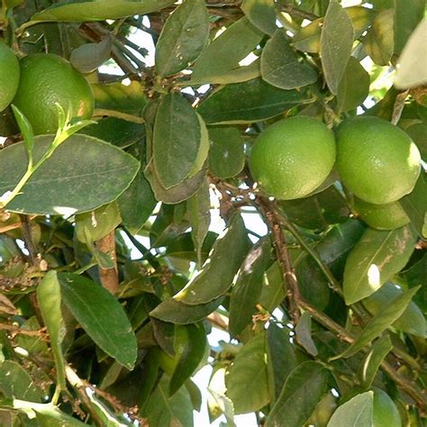 Mexican lime is known by many names such as key lime, bartender's lime, and west indian lime. Lime Tree - VerdeGo
