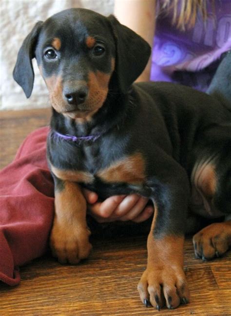 7 Week Old Black And Rust Female Doberman Pup Champion Sired