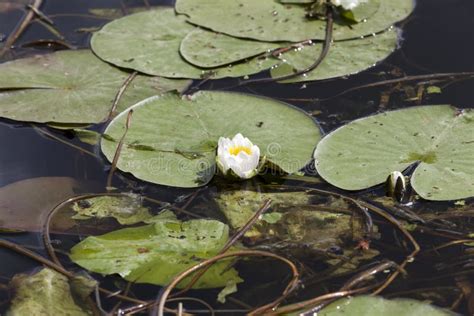 White Water Lily Growing In A Swampy Area Stock Photo Image Of Plants
