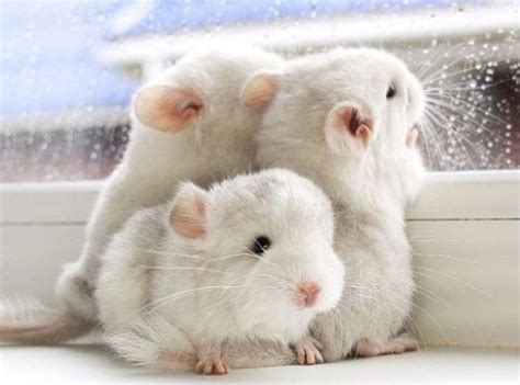 6 Of the Best And Cute Small Pets For Your Child To ...