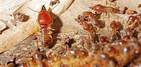 We provide a wide range of pest control services for residential and commercial properties. Best 24 Hour Pest Control & Inspections | 24H Pest Pros