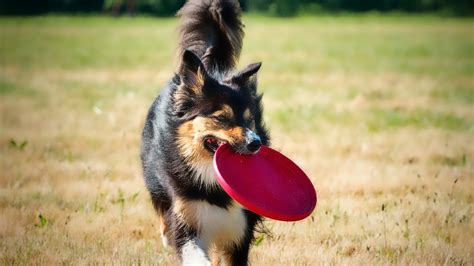 The Best Dog Frisbees