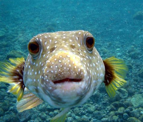 Facts About Amazing Puffer Fish A Marine Wonder Hubpages