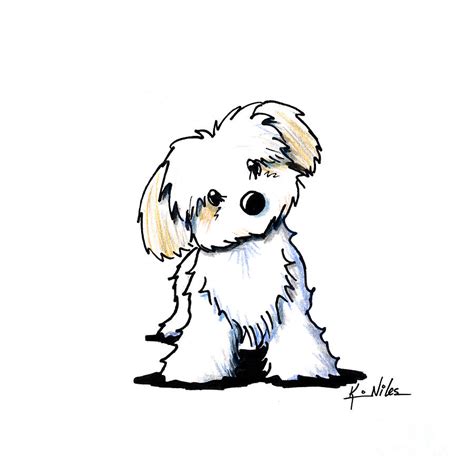 Quizzical Havanese Drawing By Kim Niles