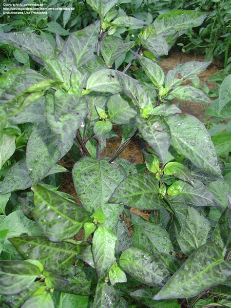 Check spelling or type a new query. PlantFiles Pictures: Capsicum, Cayenne Pepper 'Purple ...