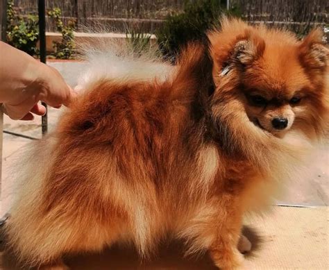 Pomeranian Colors The Standard And Rare Pom Coat Colors K9 Web