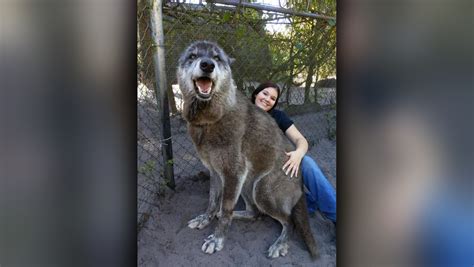 Photo Of Giant Wolf Dog At Florida Sanctuary Goes Viral Wsvn 7news