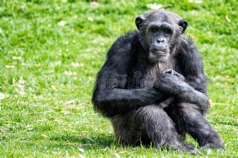 Ape Chimpanzee Monkey While Resting Stock Image Image Of Mammal