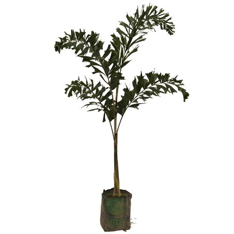 Palma Cola de Pescado