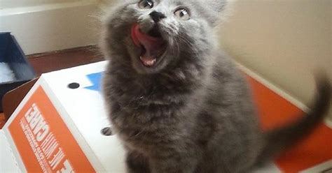 A Happy Wee Kitten Imgur