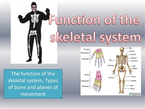 Ppt Function Of The Skeletal System Powerpoint Presentation Free
