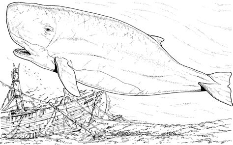 Whale Coloring Pages