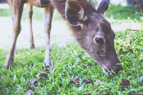 Deer can digest a wide variety of plant and vegetable materials. Do Deer Eat Carrots? (And How to Attract or Deter Them ...