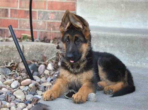 Some sites free advertisement service and some other are paid according to monthly subscription. Free German Shepherd Puppies Craigslist Info | PETSIDI