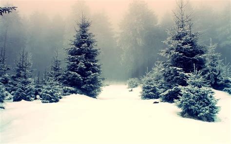 Pine Trees In Snowy Forest Wallpaper Nature And Landscape Wallpaper