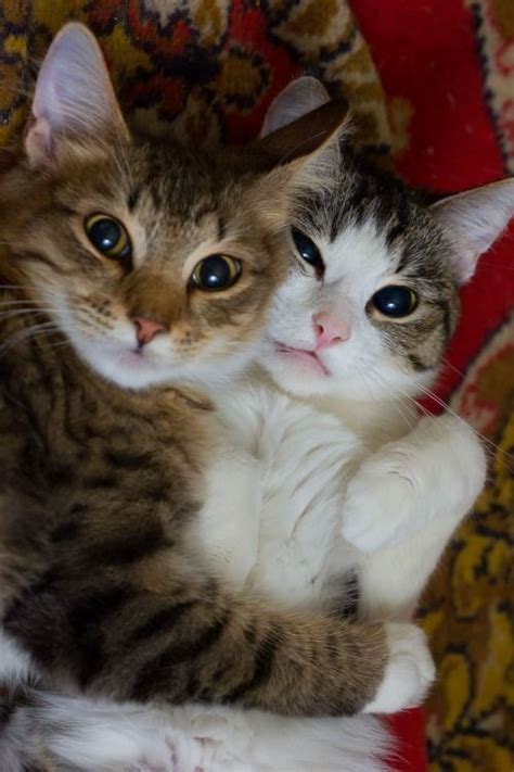 Kitty Hugs ️ ️ ️ Kitties Cute Animals Cute Cats Pretty Cats