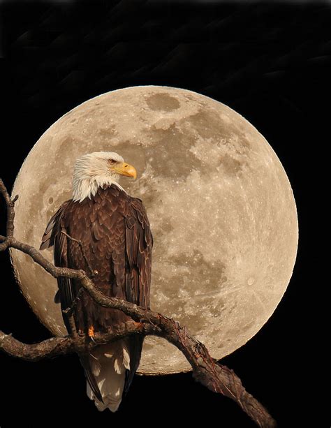 One small step for man. The Eagle Has Landed Photograph by Melodie Cunningham