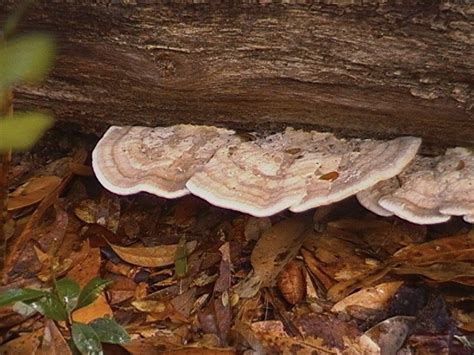 Polypore Id Fl Us Mushroom Hunting And Identification Shroomery