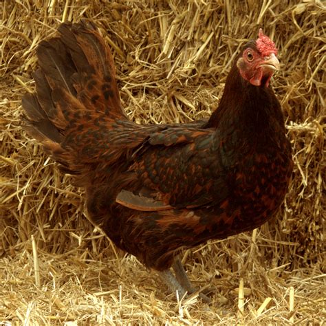They're excellent foragers and require a whole lot of room. Derbyshire Redcap For Sale | Chickens | Breed Information ...