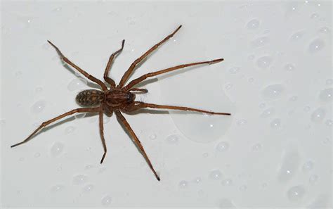 Schau mal wer da kommt: Eine kleine Hauswinkel-Spinne wenn ich mich nicht Irre :D ...