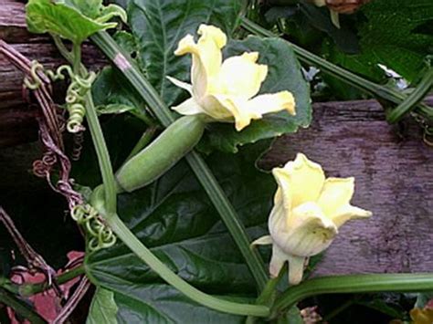 ZOCATO=PEPINO ANGOLO