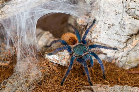 Blue Tarantula Spider