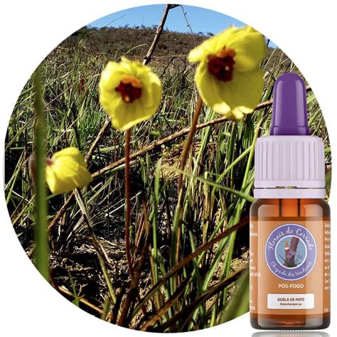 Para Que Serve A Goela