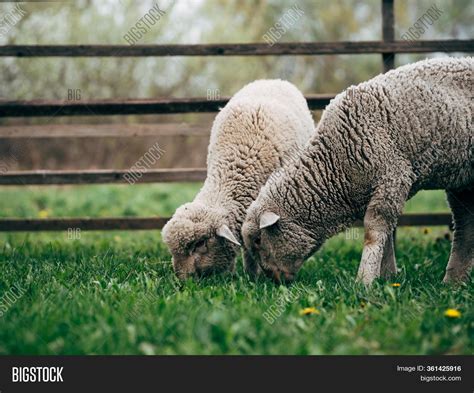 Sheep Farm Organic Image Photo Free Trial Bigstock