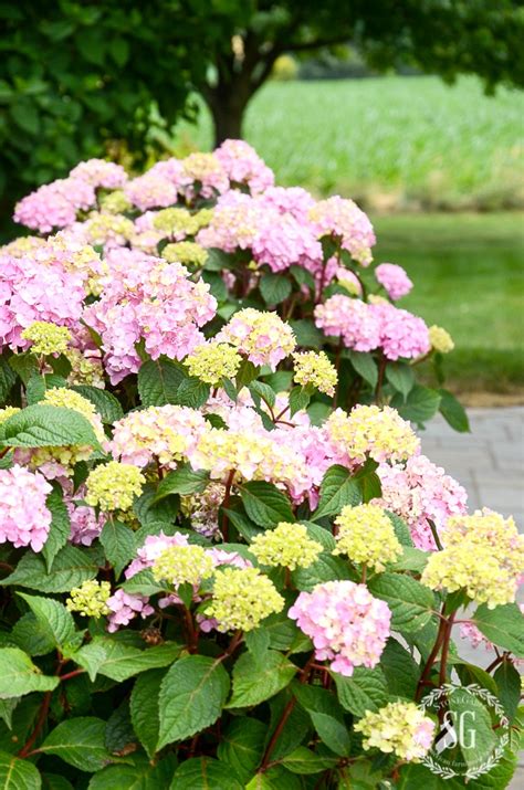 While you don't have to use dwarf hydrangeas in pots, you may want to if your space is limited. HOW TO PLANT HYDRANGEAS IN POTS AND PLANTERS - StoneGable