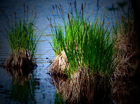 Gratis Afbeeldingen Boom Water Natuur Moeras Tak Fabriek