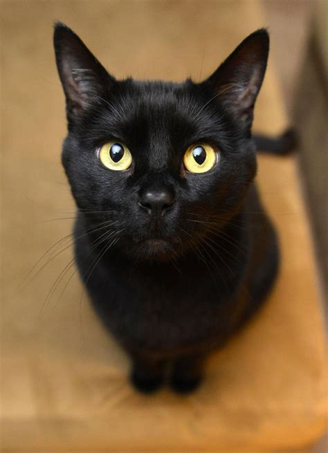 Bombay Cat History Personality Appearance Health And