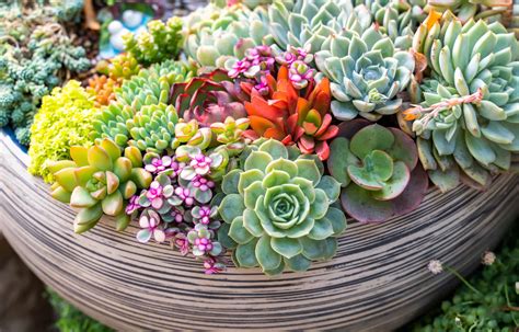How To Decorate Your Home With Succulents Cascade Floral Wholesale