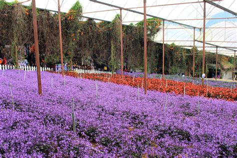 Cameron lavender garden is a flower garden in tringkap, cameron highlands. Malaysia Cameron Highland Retreat Trip (XI) - Cameron ...