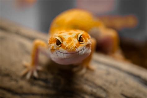 Top 5 Weird Stories And Facts About Geckos Pethelpful