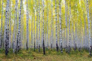 Photo Wallpaper Autumnal Birch Forest