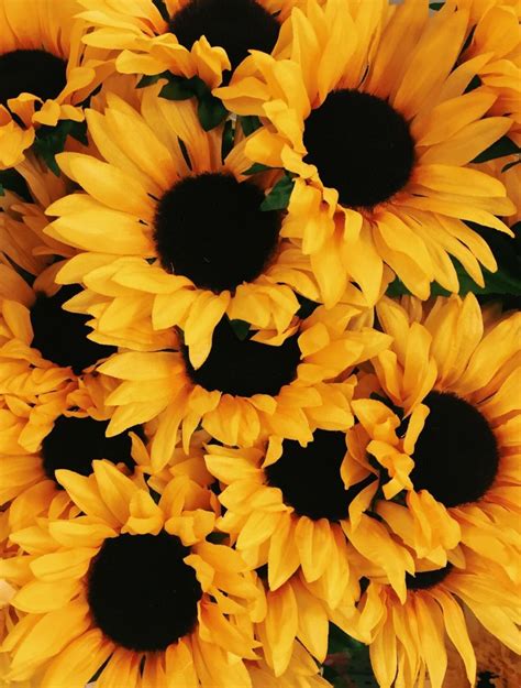 50 Yellow Aesthetic Sunflowers Hd Wallpapers Desktop Background Android Iphone 1080p