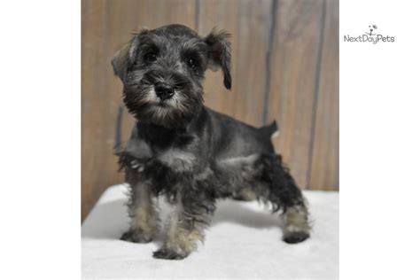 Giant schnauzer puppies available for sale in indiana from top breeders and individuals. Myla : Schnauzer, Miniature puppy for sale near South Bend / Michiana, Indiana. | 76c5ed5b-1d21