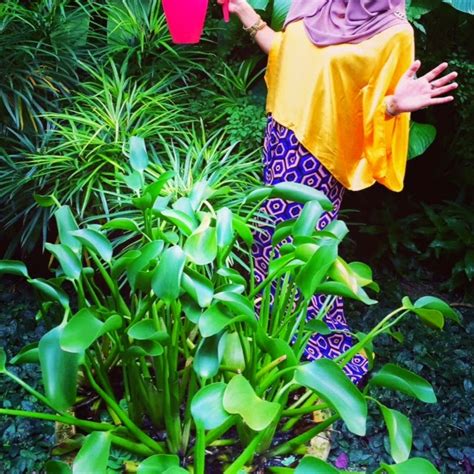 Discover pokok meaning and improve your english skills! Nona bangun pagi siram pokok bunga ~ As Life Goes On...