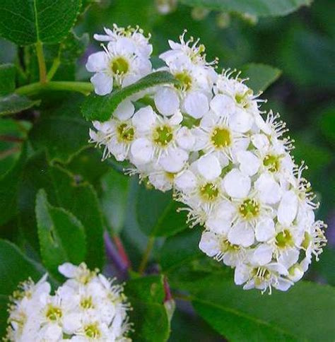 Check out the best smelling flowers in the world rose. Sweet Smell