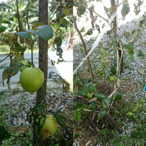 #jambubertih pokok rendang dan rendah malah cepat berbuah memberi satu keistimewaan pada pokok kundang hybrid. Kembara Minda 7: Pokok Bidara pun kami Tanam kat rumah