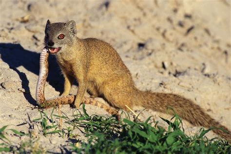 Yellow Mongoose Mongooses Are Small Quick Mammals That Are Known For