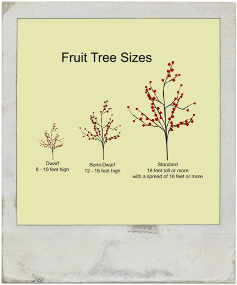 Mume, among other are closely related, have similar fruit, and are also called apricots. What Does Dwarf Fruit Tree Mean? - Home Garden Joy