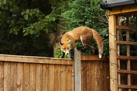 Jun 30, 2017 · in the old days, people would soak a rag in ammonia and toss it in the entrance of fox dens to get them to go away. How To Stop & Deter Foxes from your Garden & Rubbish Bins ...